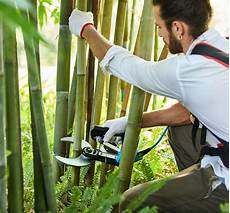 Pruning Shears