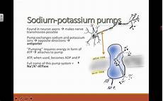 Pump Element