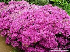 Rhododendron Peats