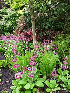 Rhododendron Peats
