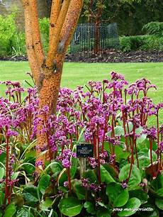 Rhododendron Peats