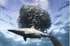 Sardine