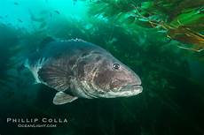Seabass