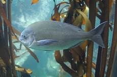 Seabream