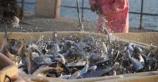 Seabream