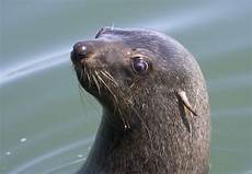 Seal