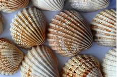 Shells