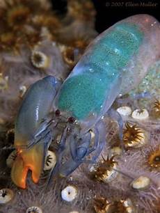 Shrimp