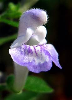 Skullcap