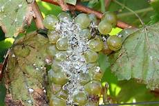 Soil Chemical