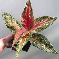 Special Fertilizer