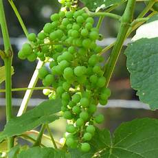 Spesific Fertilizer