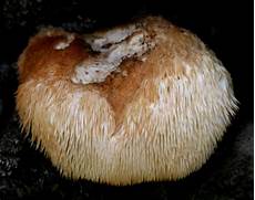 Sulfur Fungis
