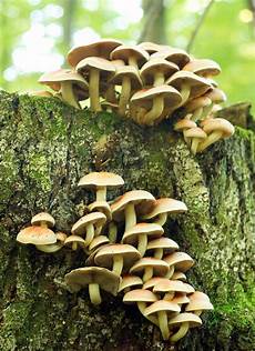 Sulphur Fungis