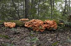 Sulphur Fungis