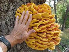 Sulphur Fungis