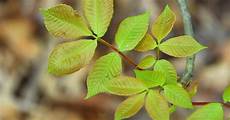Sumac