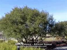 Sumac