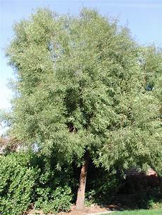 Sumac