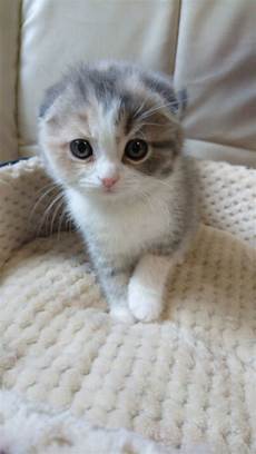 Tuna