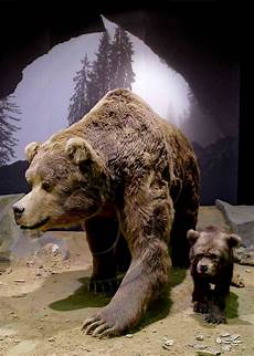 Ursus Parts