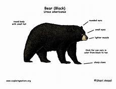 Ursus Parts