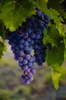 Vineyard