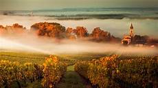 Vineyard