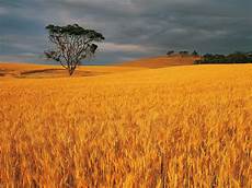 Wheat
