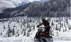 Whitefish