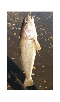 Whiting