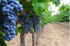 Wineyard Fertilizer
